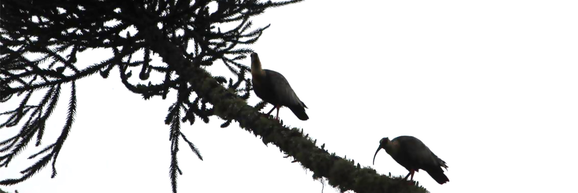 hidreletrica-pch-do-pulo-01