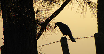 licensiamento ambiental